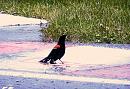 Click image for larger version. 

Name:	Red-winged Blackbird  1.JPG 
Views:	266 
Size:	498.2 KB 
ID:	17546