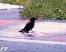 Click image for larger version. 

Name:	Red-winged Blackbird 2.JPG 
Views:	627 
Size:	552.6 KB 
ID:	17547