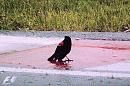 Click image for larger version. 

Name:	Red-winged Blackbird  3.JPG 
Views:	499 
Size:	508.9 KB 
ID:	17548