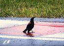 Click image for larger version. 

Name:	Red-winged Blackbird  4.JPG 
Views:	365 
Size:	487.9 KB 
ID:	17549