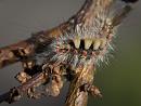Click image for larger version. 

Name:	SH1592 -1106 22 -Vapourer Moth Caterpillar-Orgyia antiqua.jpg 
Views:	221 
Size:	469.8 KB 
ID:	17602