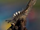 Click image for larger version. 

Name:	SH1558 -1106 22-Vapourer Moth Caterpillar-Orgyia antiqua.jpg 
Views:	206 
Size:	405.3 KB 
ID:	17603