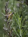 Click image for larger version. 

Name:	SH1519 -1106 22-poss Ichneumon wasp - Amblyteles armatorius.jpg 
Views:	218 
Size:	444.2 KB 
ID:	17605