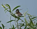 Click image for larger version. 

Name:	reed_bunting_P7027759.jpg 
Views:	462 
Size:	107.4 KB 
ID:	17644