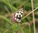 Click image for larger version. 

Name:	marbled_white_P7027718.jpg 
Views:	411 
Size:	97.4 KB 
ID:	17646