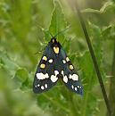 Click image for larger version. 

Name:	scarlet_Tiger_Moth_P7027864.jpg 
Views:	421 
Size:	92.0 KB 
ID:	17647