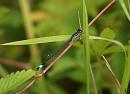 Click image for larger version. 

Name:	Damselfly_P7027603.jpg 
Views:	401 
Size:	85.2 KB 
ID:	17648