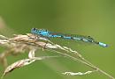 Click image for larger version. 

Name:	Damselfly_P7027557.jpg 
Views:	415 
Size:	142.3 KB 
ID:	17649