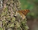 Click image for larger version. 

Name:	silver-washed_fritillary_P7038203.jpg 
Views:	203 
Size:	172.7 KB 
ID:	17654