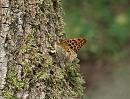 Click image for larger version. 

Name:	silver-washed_fritillary_small_P7038203.jpg 
Views:	206 
Size:	180.0 KB 
ID:	17655