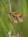 Click image for larger version. 

Name:	SH2492 -1107 03 - Small Skipper newly hatched.jpg 
Views:	200 
Size:	472.9 KB 
ID:	17691
