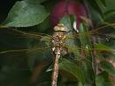 Click image for larger version. 

Name:	SH0322 -1107 06-Brown Hawker - Aeshna grandis.jpg 
Views:	233 
Size:	348.4 KB 
ID:	17697