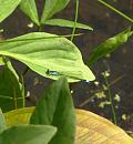 Click image for larger version. 

Name:	Damselfly.JPG 
Views:	356 
Size:	111.2 KB 
ID:	17730