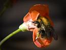 Click image for larger version. 

Name:	SH0594 -1107 16-Bumble Bee on RunnerBean flower.jpg 
Views:	204 
Size:	349.7 KB 
ID:	17758