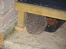 Click image for larger version. 

Name:	Monty Hedgehog eating mealworms and cat biscs.JPG 
Views:	427 
Size:	141.0 KB 
ID:	17789