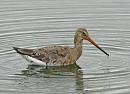 Click image for larger version. 

Name:	godwit3.jpg 
Views:	409 
Size:	36.3 KB 
ID:	17792