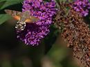 Click image for larger version. 

Name:	hummingbird_hawk_moth_P7309050.jpg 
Views:	755 
Size:	213.9 KB 
ID:	17808