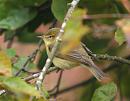 Click image for larger version. 

Name:	Chiffchaff_P8041240.jpg 
Views:	141 
Size:	128.9 KB 
ID:	17842