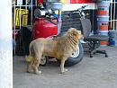 Click image for larger version. 

Name:	lion1.jpg 
Views:	178 
Size:	41.7 KB 
ID:	17846