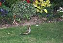 Click image for larger version. 

Name:	Green Woodpecker  3.JPG 
Views:	302 
Size:	489.0 KB 
ID:	17851