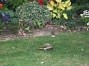 Click image for larger version. 

Name:	Green Woodpecker  4.JPG 
Views:	310 
Size:	494.7 KB 
ID:	17852