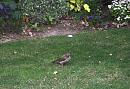 Click image for larger version. 

Name:	Green Woodpecker 5.JPG 
Views:	310 
Size:	570.3 KB 
ID:	17853