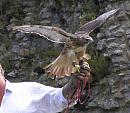 Click image for larger version. 

Name:	Beaulieu falconer 3.JPG 
Views:	365 
Size:	367.8 KB 
ID:	17872