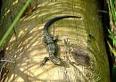Click image for larger version. 

Name:	Common or Viviparous Lizard - Lacerta vivipara  22-07-2007 15-30-51.jpg 
Views:	188 
Size:	144.4 KB 
ID:	1791