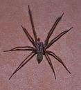Click image for larger version. 

Name:	House Spider.jpg 
Views:	8116 
Size:	338.9 KB 
ID:	1794