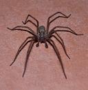 Click image for larger version. 

Name:	House Spider 2.jpg 
Views:	48894 
Size:	319.9 KB 
ID:	1795