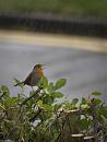Click image for larger version. 

Name:	SH_9044173-robin singing in the rain.jpg 
Views:	218 
Size:	344.0 KB 
ID:	17981
