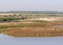 Click image for larger version. 

Name:	Avocet watchers.jpg 
Views:	426 
Size:	401.1 KB 
ID:	17994