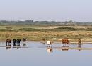 Click image for larger version. 

Name:	Paddling cattle.jpg 
Views:	456 
Size:	300.3 KB 
ID:	17995