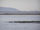 Click image for larger version. 

Name:	Gulls and Knots on the peninsula.JPG 
Views:	415 
Size:	309.9 KB 
ID:	17997