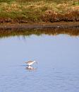 Click image for larger version. 

Name:	Redshank (poss. Spotted) in water.jpg 
Views:	390 
Size:	230.1 KB 
ID:	18000