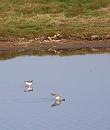 Click image for larger version. 

Name:	Two Redshanks (poss. Spotted).JPG 
Views:	377 
Size:	294.8 KB 
ID:	18001