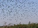 Click image for larger version. 

Name:	Robin spooked by Starlings.JPG 
Views:	354 
Size:	486.7 KB 
ID:	18004