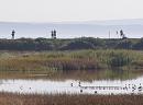 Click image for larger version. 

Name:	Avocet in middle b.jpg 
Views:	396 
Size:	287.3 KB 
ID:	18005