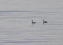 Click image for larger version. 

Name:	Great Crested Grebes.JPG 
Views:	336 
Size:	235.2 KB 
ID:	18008