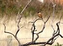 Click image for larger version. 

Name:	Mr Stonechat c.jpg 
Views:	354 
Size:	153.8 KB 
ID:	18010