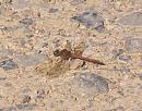 Click image for larger version. 

Name:	Common Darter.JPG 
Views:	371 
Size:	361.2 KB 
ID:	18011