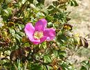 Click image for larger version. 

Name:	Wild rose.jpg 
Views:	340 
Size:	306.3 KB 
ID:	18014
