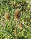 Click image for larger version. 

Name:	Teasel.JPG 
Views:	383 
Size:	402.4 KB 
ID:	18016
