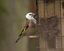 Click image for larger version. 

Name:	Goldfinch_PA161893.jpg 
Views:	842 
Size:	151.8 KB 
ID:	18052