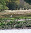 Click image for larger version. 

Name:	Curlew or Whimbrel 1.jpg 
Views:	401 
Size:	265.1 KB 
ID:	18072