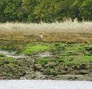 Click image for larger version. 

Name:	Curlew or Whimbrel 2.JPG 
Views:	404 
Size:	331.8 KB 
ID:	18073