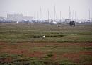 Click image for larger version. 

Name:	3. A Little Egret and  pony feed beside Brent Geese, Lapwings and others.JPG 
Views:	480 
Size:	331.4 KB 
ID:	18088