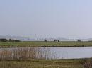 Click image for larger version. 

Name:	4. Ponies graze amongst Lapwings, Brent Geese and others. Mudeford Quay in the background..JPG 
Views:	531 
Size:	247.4 KB 
ID:	18089