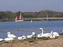Click image for larger version. 

Name:	7. Mute Swans at the edge of the Avon-Stour confluence.JPG 
Views:	475 
Size:	315.8 KB 
ID:	18092