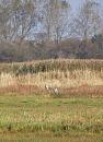 Click image for larger version. 

Name:	12. Two Grey Heron take a nap - or so it seems.JPG 
Views:	445 
Size:	351.5 KB 
ID:	18097